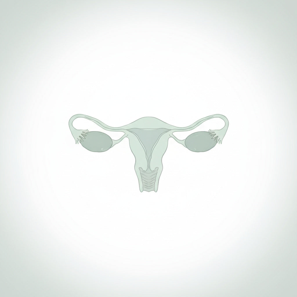 The role of pelvic ultrasound scans in fertility assessment